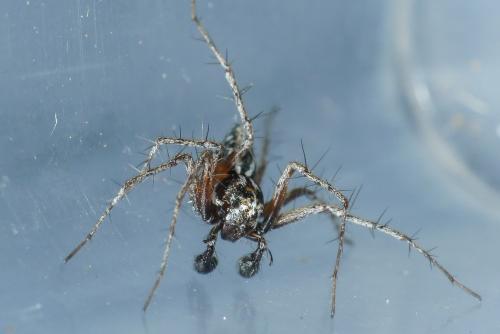 Oxyopes heterophthalmus